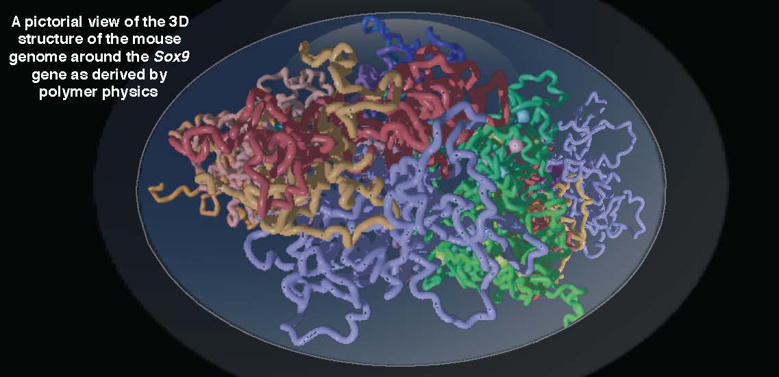 Struttura DNA